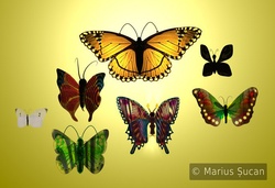 butterfly 7heaven back