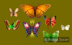 butterfly 7heaven front