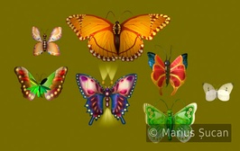 The butterflies [20 April 2006, 16:02]