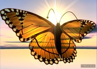 One of my butterflies [13 August 2006, 18:49]