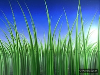 Disney Grass wallpaper