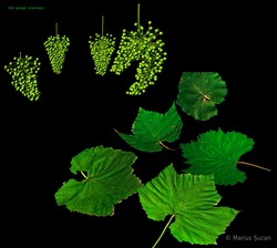 grapes leafs