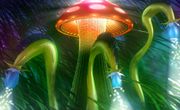 Mushroom kingdom