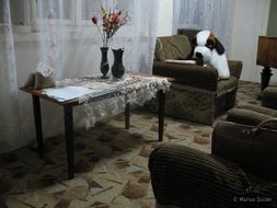 Reference image: the windows