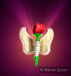 rose-angel before final 2