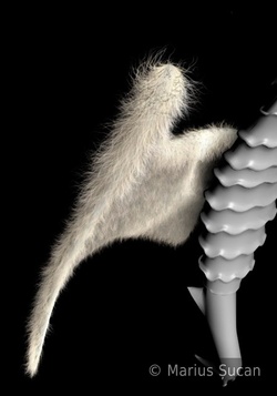 rose-angel wings wip 2