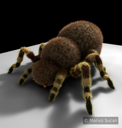 spider wip 1