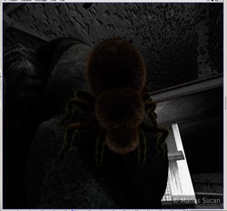 spider wip 3 close up