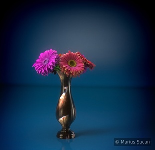 Flowers: gerberas final render