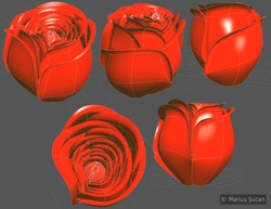 the rose first version 1