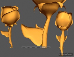 the rose first version 2