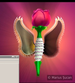 visualizee before final rose-angel 1