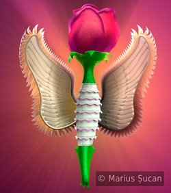 visualizee before final rose-angel 2