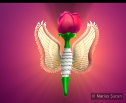 visualizee before final rose-angel 3