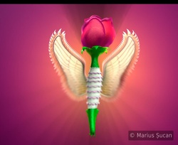 visualizee before final rose-angel 3b