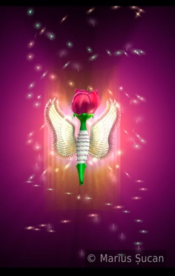 visualizee before final rose-angel4